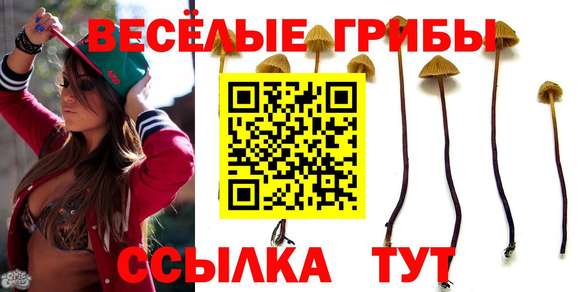 как найти закладки  Вход с VPN  Избербаш  Псилоцибиновые грибы Psilocybine cubensis  Галлюциногенные грибы Psilocybe 